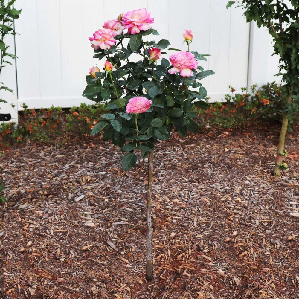 Brighter Blooms Marc Chagall™ Rose Tree Roses 2 Brighter Blooms Marc Chagall™ Rose Tree Roses