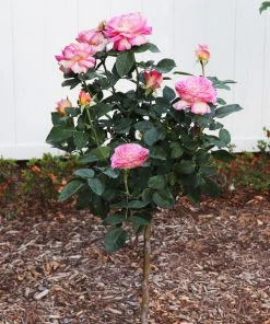 Brighter Blooms Marc Chagall™ Rose Tree Roses