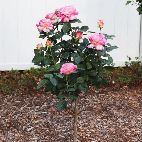 Brighter Blooms Marc Chagall™ Rose Tree Roses 1 Brighter Blooms Marc Chagall™ Rose Tree Roses