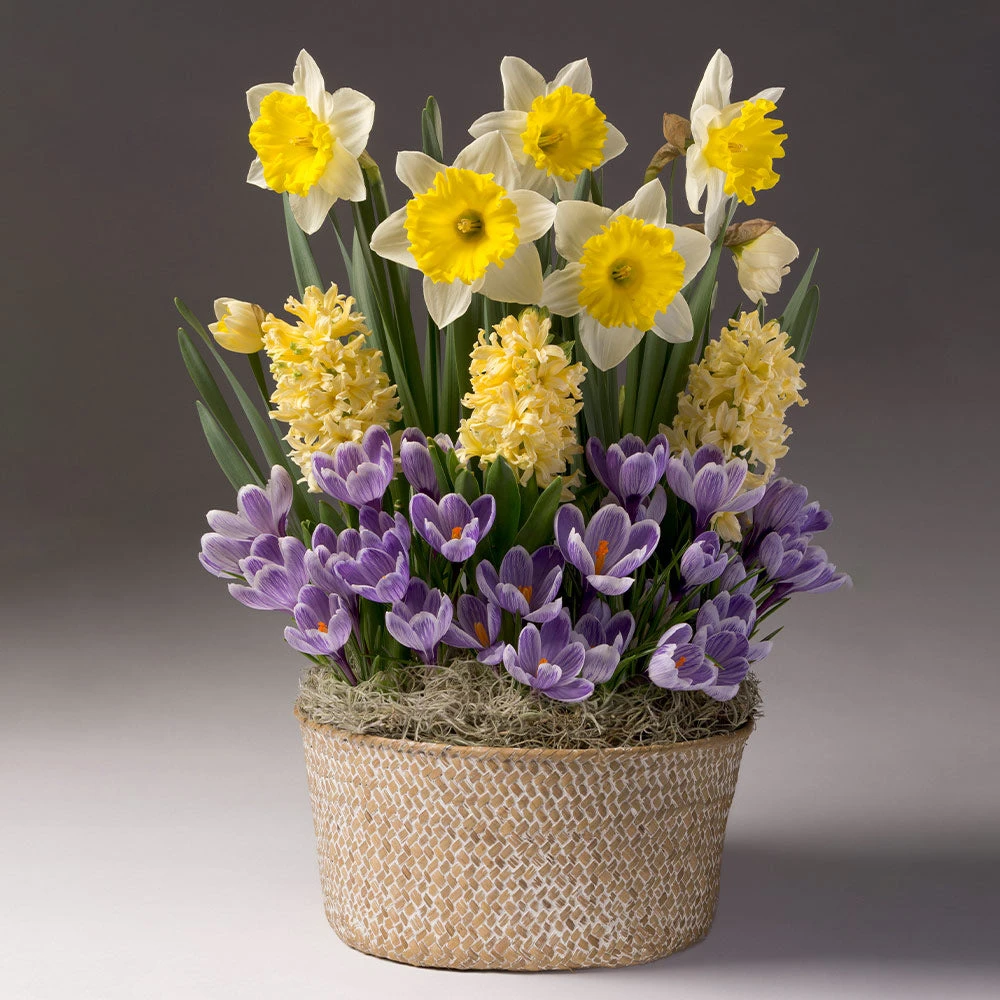 Brighter Blooms Sunny Day Bulb Garden 2 Brighter Blooms Sunny Day Bulb Garden