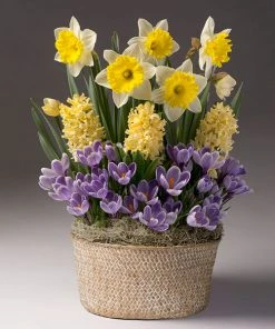 Brighter Blooms Sunny Day Bulb Garden