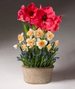 Brighter Blooms Spring Daze Bulb Garden