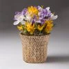 Brighter Blooms SHOP ALL Spring Blooming Mixed Crocus Bulbs Pot