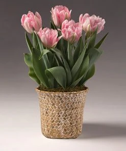 Brighter Blooms Spring Blooming Tulip Bulbs Pot SHOP ALL