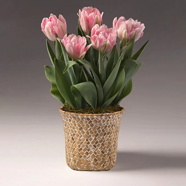 Brighter Blooms Spring Blooming Tulip Bulbs Pot SHOP ALL 1 Brighter Blooms Spring Blooming Tulip Bulbs Pot SHOP ALL