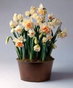 Brighter Blooms Happily Ever After Narcissus Trio SHOP ALL