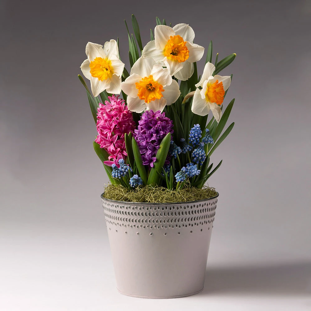 Brighter Blooms SHOP ALL Pure Magic Bulb Garden 2 Brighter Blooms SHOP ALL Pure Magic Bulb Garden