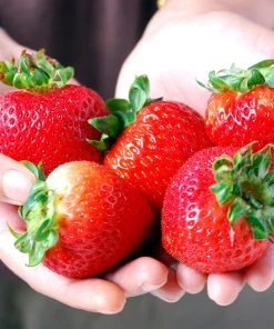 Brighter Blooms Maxim Strawberry Plant