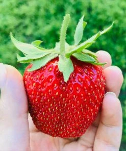 Brighter Blooms Maxim Strawberry Plant