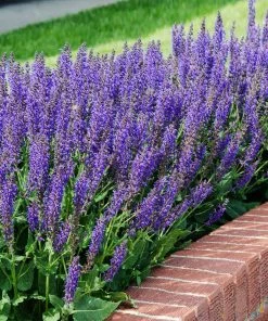 Brighter Blooms May Night Salvia Plant Shrubs & Hedges