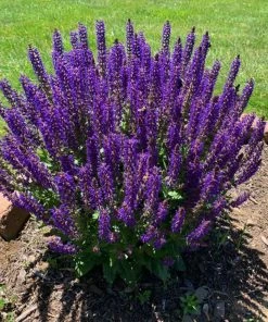 Brighter Blooms May Night Salvia Plant Shrubs & Hedges