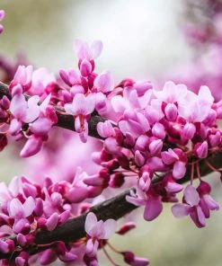 Brighter Blooms Merlot Redbud Tree