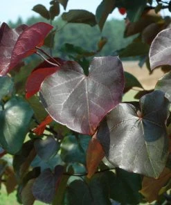 Brighter Blooms Merlot Redbud Tree