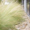 Brighter Blooms Mexican Feather Grass Ornamental Grasses