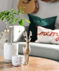 Brighter Blooms Meyer Lemon Gift Tree Fruit Trees