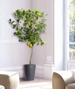 Brighter Blooms Meyer Lemon Tree Fruit Trees