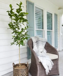 Brighter Blooms Meyer Lemon Tree Fruit Trees