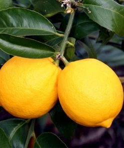 Brighter Blooms Meyer Lemon Tree Fruit Trees