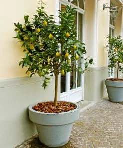 Brighter Blooms Meyer Lemon Tree Fruit Trees