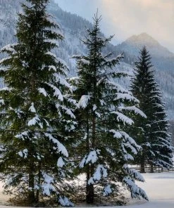 Brighter Blooms Meyer Spruce Tree 7 Brighter Blooms Meyer Spruce Tree