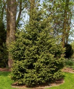 Brighter Blooms Meyer Spruce Tree
