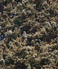 Brighter Blooms Meyer Spruce Tree 6 Brighter Blooms Meyer Spruce Tree