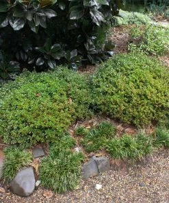 Brighter Blooms Shrubs & Hedges Micron® Holly Shrub