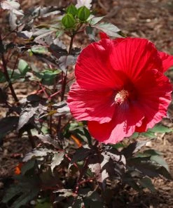 Brighter Blooms Midnight Marvel Hardy Hibiscus
