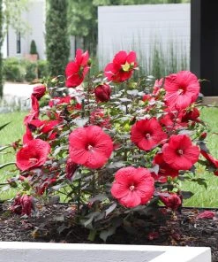 Brighter Blooms Midnight Marvel Hardy Hibiscus