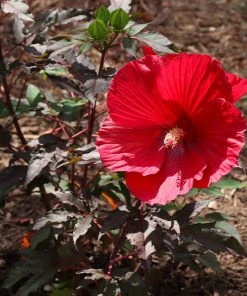 Brighter Blooms Midnight Marvel Hardy Hibiscus