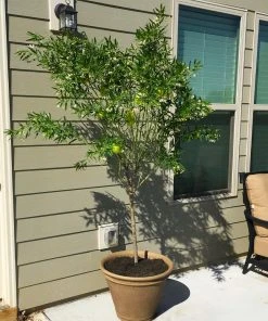 Brighter Blooms White Milkweed Tree