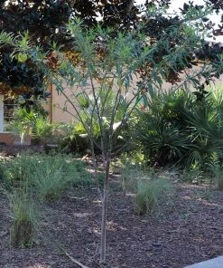 Brighter Blooms White Milkweed Tree