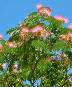 Brighter Blooms Flowering Trees Mimosa Silk Tree