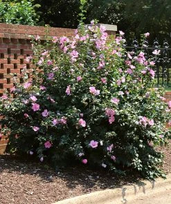Brighter Blooms Minerva Rose Of Sharon Althea Shrub