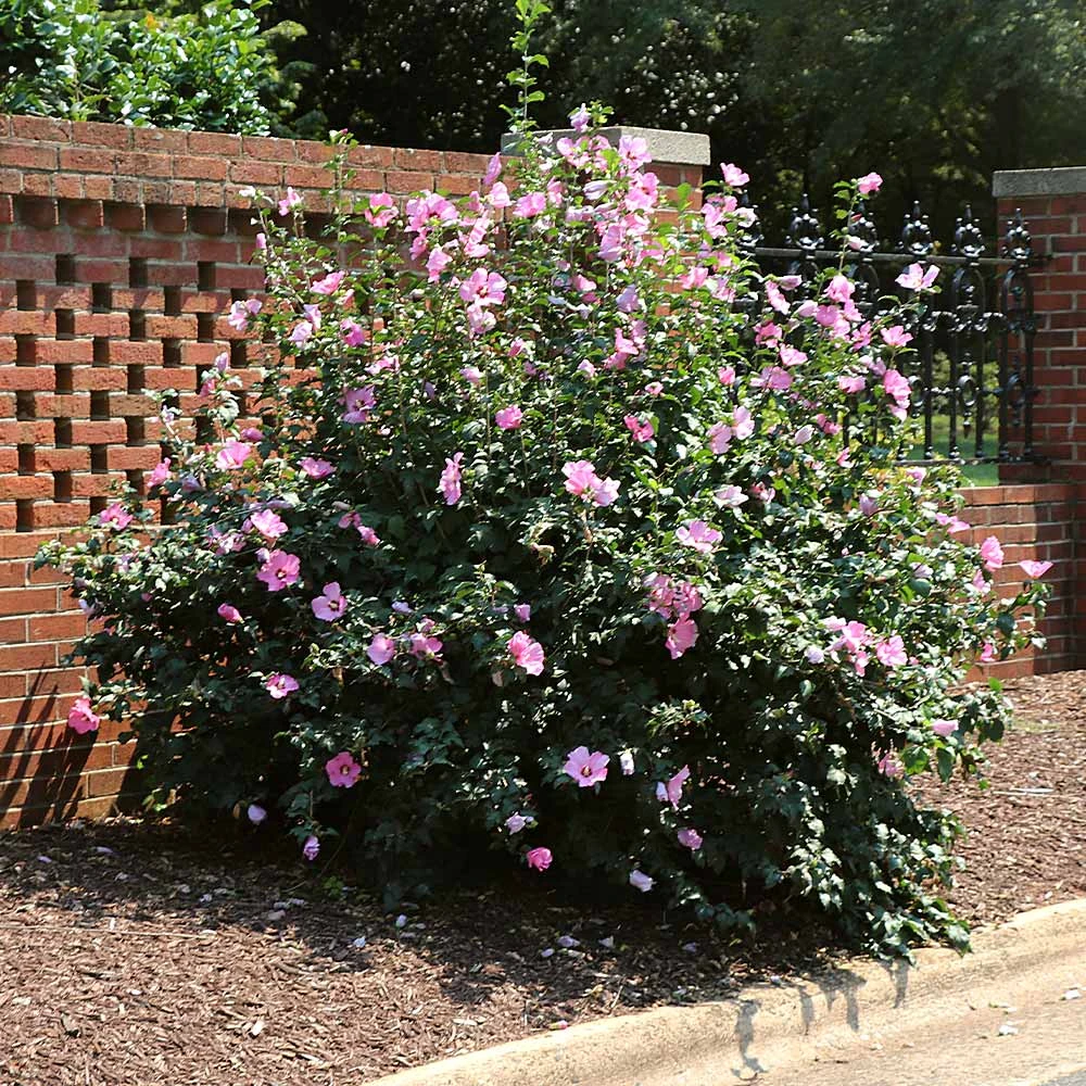 Brighter Blooms Minerva Rose Of Sharon Althea Shrub 2 Brighter Blooms Minerva Rose Of Sharon Althea Shrub