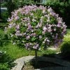 Brighter Blooms Miss Kim Lilac Tree Lilac Shrubs