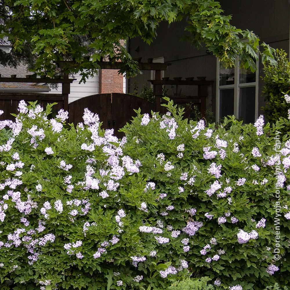 Brighter Blooms Miss Kim Lilac Shrub 3 Brighter Blooms Miss Kim Lilac Shrub