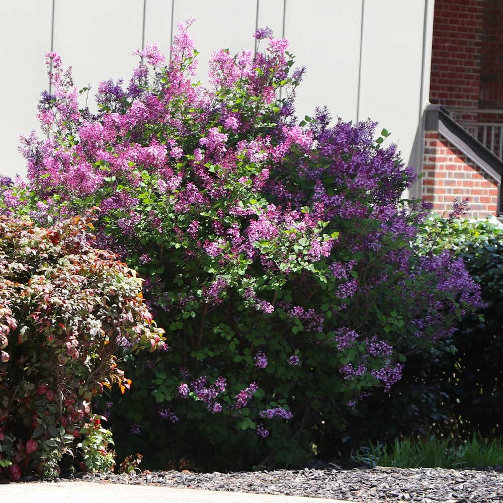 Brighter Blooms Miss Kim Lilac Shrub 2 Brighter Blooms Miss Kim Lilac Shrub