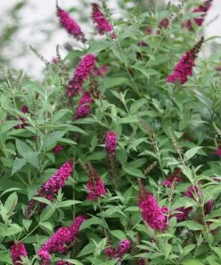 Brighter Blooms Shrubs & Hedges Miss Molly Butterfly Bush