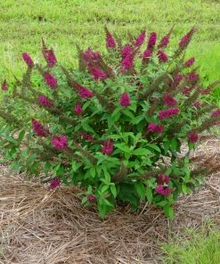 Brighter Blooms Shrubs & Hedges Miss Molly Butterfly Bush