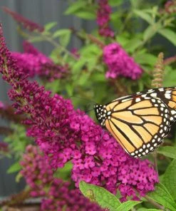 Brighter Blooms Shrubs & Hedges Miss Molly Butterfly Bush