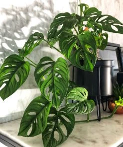 Brighter Blooms Monstera Adansonii Plant