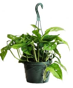 Brighter Blooms Monstera Adansonii Plant