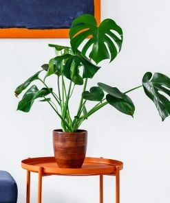 Brighter Blooms Monstera Deliciosa And Fiddle Leaf Fig Combo House & Patio