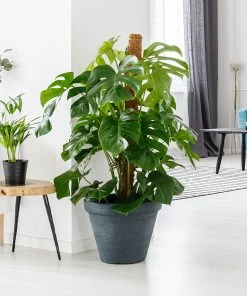 Brighter Blooms House & Patio Monstera (Swiss Cheese Plant)