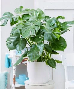 Brighter Blooms House & Patio Monstera (Swiss Cheese Plant)