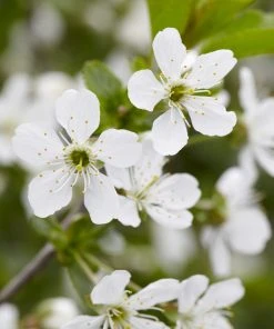 Brighter Blooms Montmorency Cherry Tree