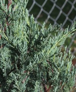 Brighter Blooms Moonglow Juniper Tree Evergreen & Privacy