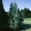 Brighter Blooms Moonglow Juniper Tree Evergreen & Privacy