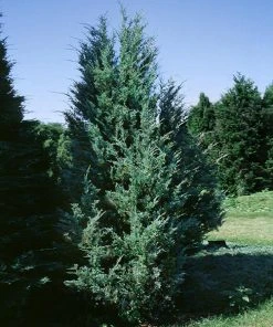 Brighter Blooms Moonglow Juniper Tree Evergreen & Privacy